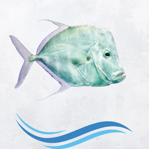 Peixe galo